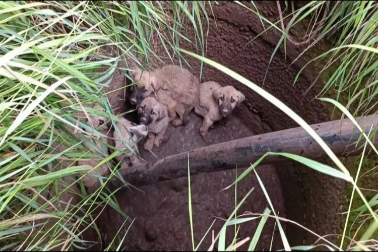 Afyonkarahisar'da yavru köpek kurtarma operasyonu