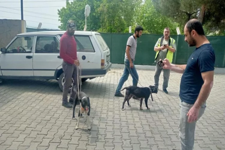 Manisa’da pitbull ile oklu kirpi avlayan para cezası
