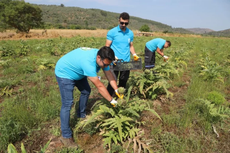 Bodrum’da tarımsal kalkınma çalışmaları sürüyor