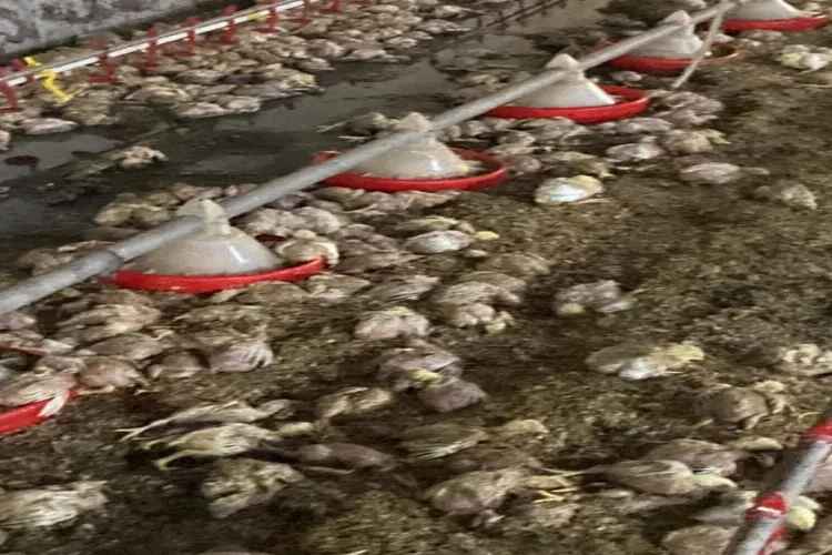 Tavuk çiftliğini sel bastı: Binlerce civciv telef oldu