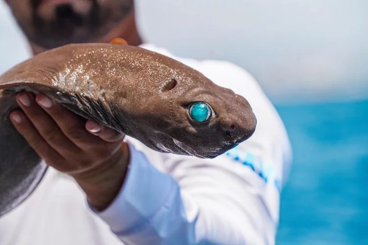 Antalya'da köpek balığı yakalandı