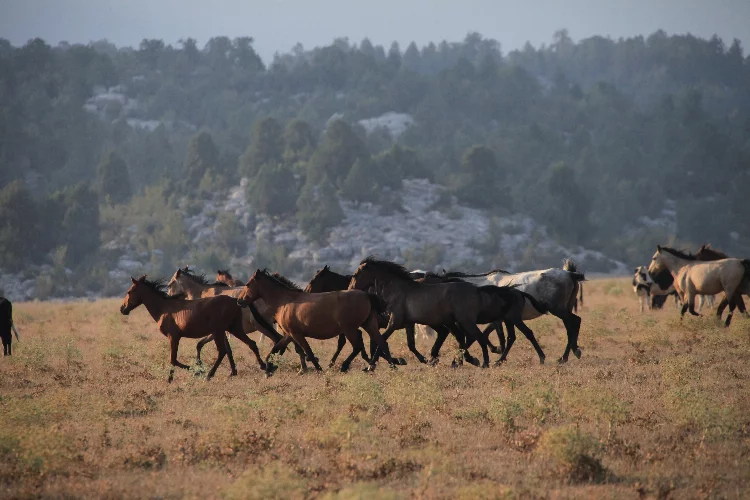 Antalya'da yılkı atlarının görsel şöleni 