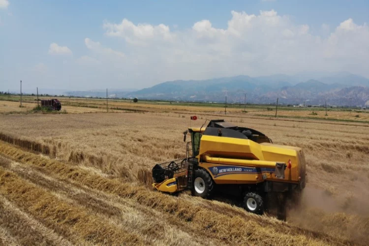 Aydın'da buğday üreticileri hasat için zamanla yarışıyor