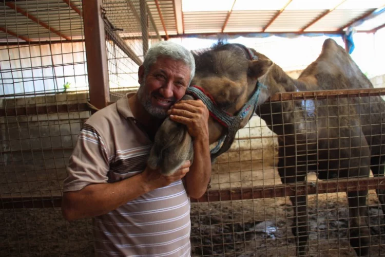 Aydın'da otomobil fiyatına kurbanlık deve