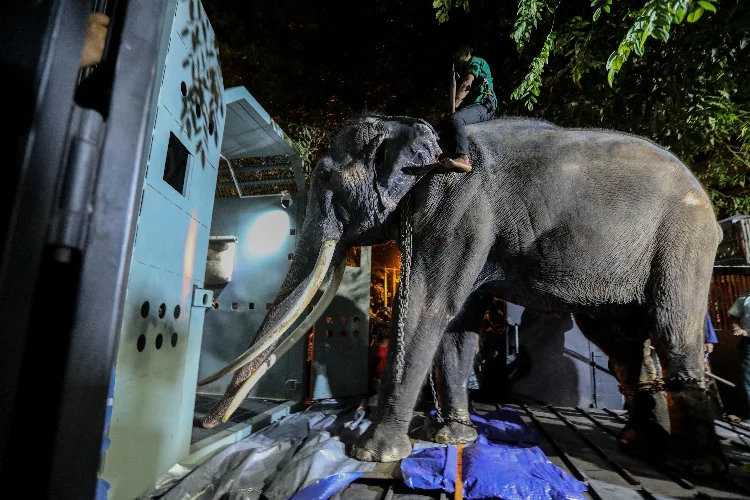 Tayland, Budist Tapınağı’nda işkence gören fili geri aldı
