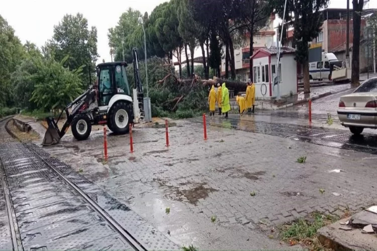 Demiryoluna ağaç devrildi : Tren seferleri durdu