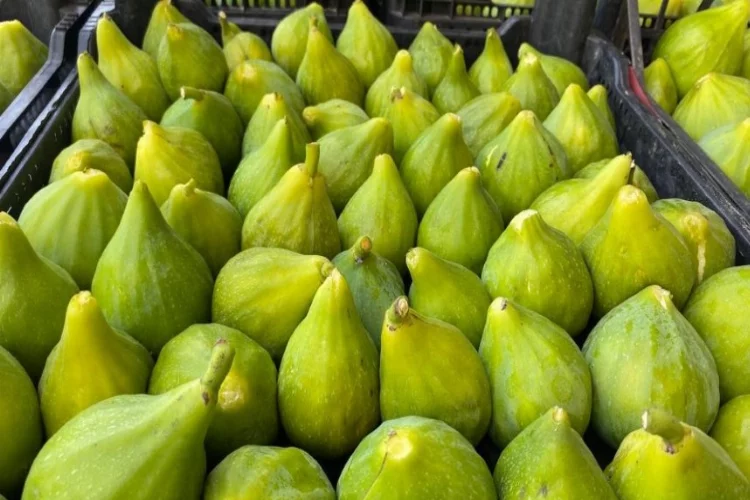 Tezgahları Manisa inciri süsledi