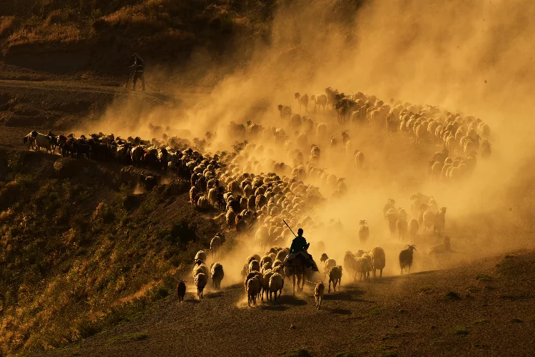 Bitlis'te koyun sürülerinin zorlu yolculuğu