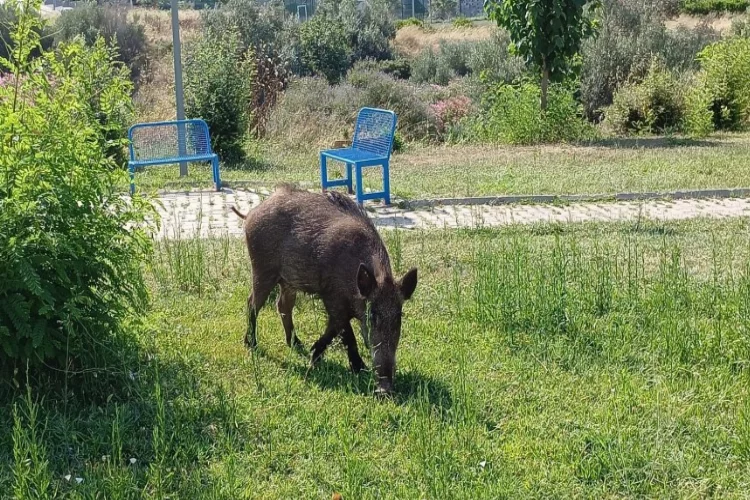 İzmir Bornova'da domuzlar cirit attı