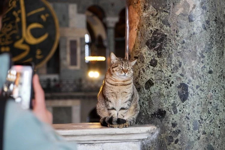 Ayasofya Camii’ndeki kedi turistlerin gözdesi oldu
