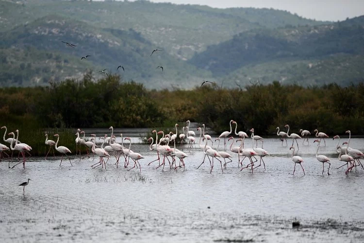 Aydın'da Flamingoların dansı