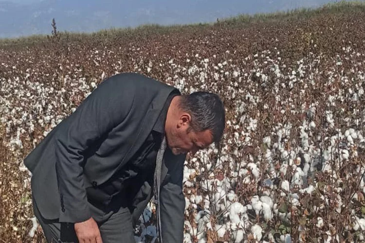 Aydın’da pamuk hasat kontrolleri devam ediyor