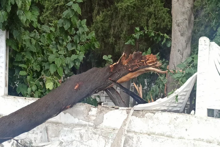 Aydın’da sağanak yağışa dayanamayan ağaç yıkıldı
