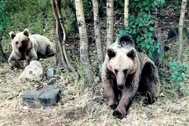 Ayılar saldırmaz diyen kampçıya ayılar saldırdı