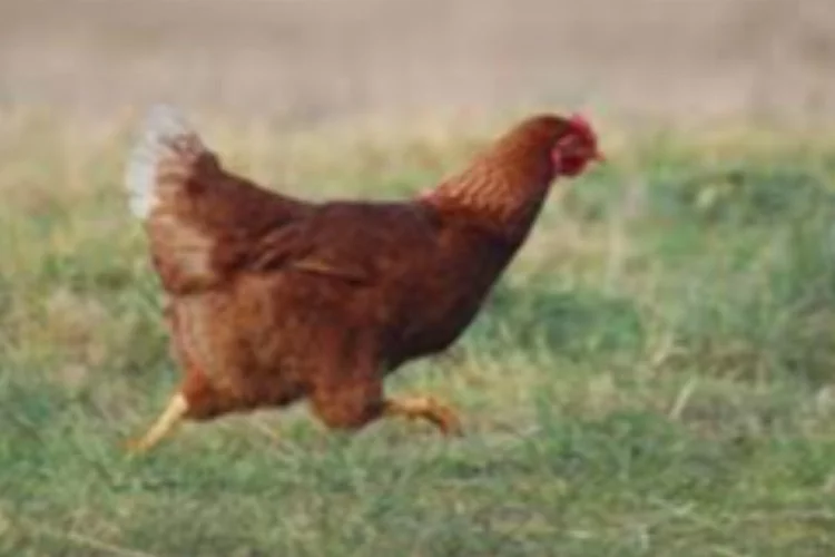 Bakan Bolat fırsatçılara, stokçulara ve karaborsa zihniyetine izin vermeyeceğiz demişti: Tavuk satışı sınırlandırılacak mı?