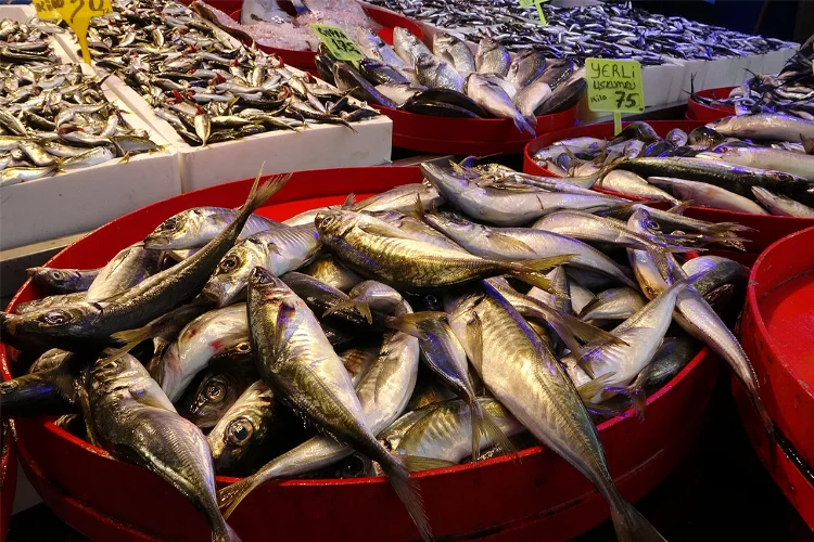 Karadeniz'de balık bereketi: Hamsiden kırlangıç balığına kadar birçok çeşit bulunuyor