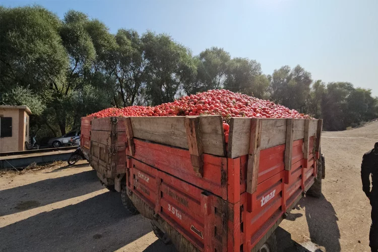 Balıkesirli üretici domatesten dertli