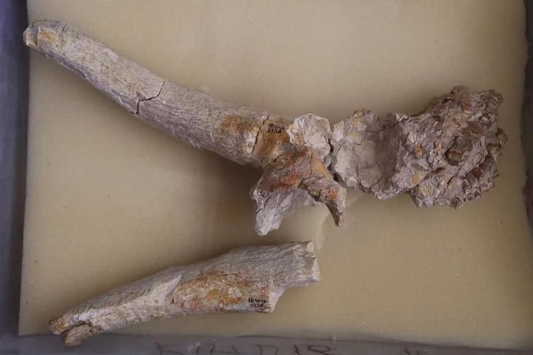 Çankırı'daki fosiller bilim dünyasına kazandırıldı