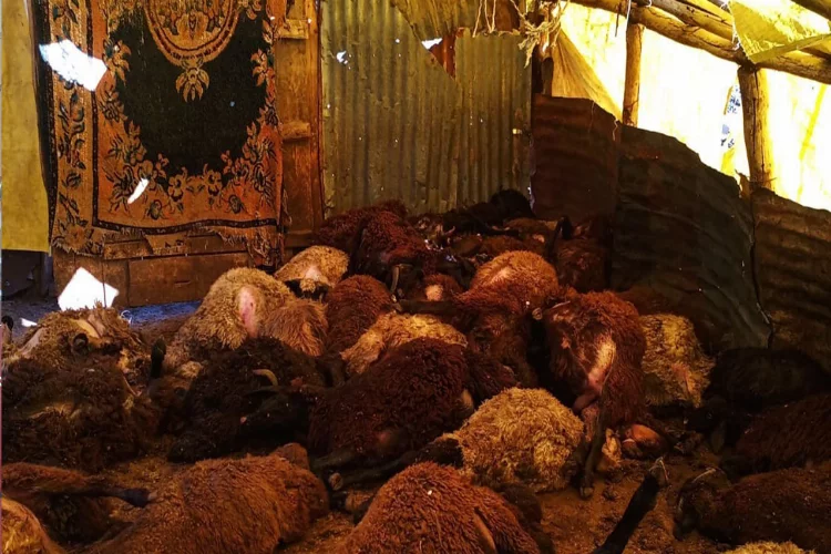 Bingöl’de 50 koyun telef oldu