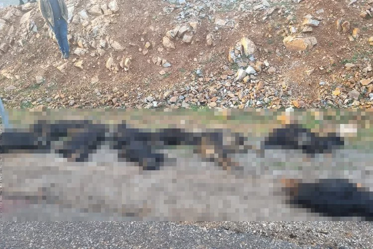 Bitlis'te yıldırım düştü: Çok sayıda koyun telef oldu