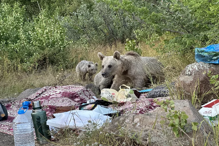Bitlis'te piknikçilerin konuğu ayılar oldu
