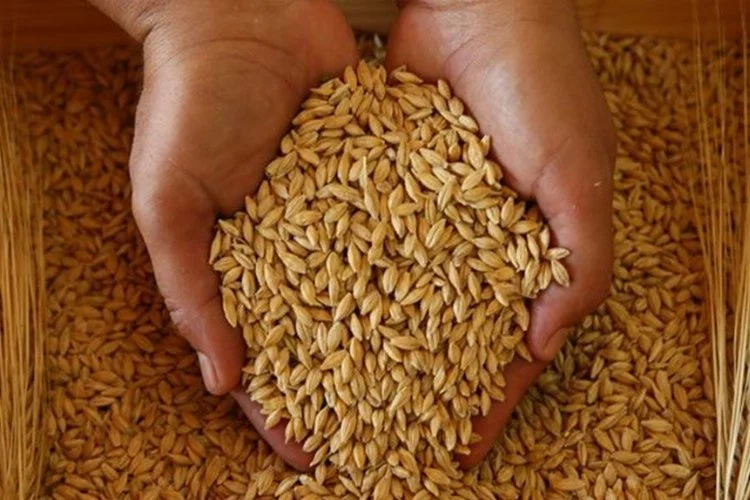 Buğday fiyatlarında 300 TL’lik artış