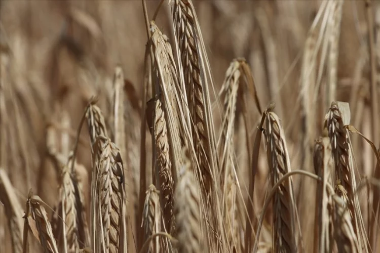 Bu yıl 20 milyon ton buğday üretimi hedefleniyor