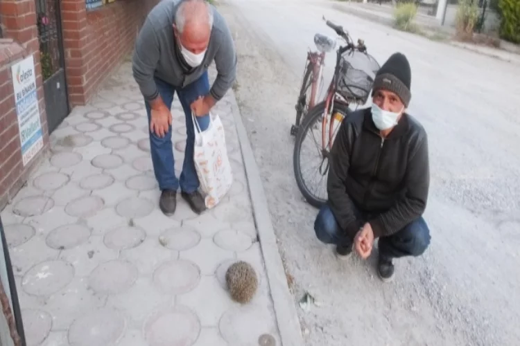 Burhaniye’de kirpiler sokaklara çıktı