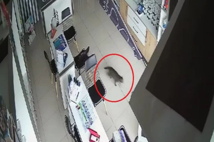 Bursa'da çöken tavandan kedi çıktı