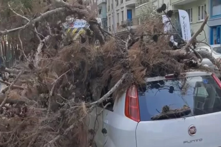 Bursa’da ağaç otomobilin üzerine devrildi 