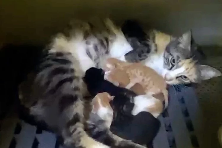 Cam kumbarasında mahsur kalan minik kedileri belediye ekipleri kurtardı
