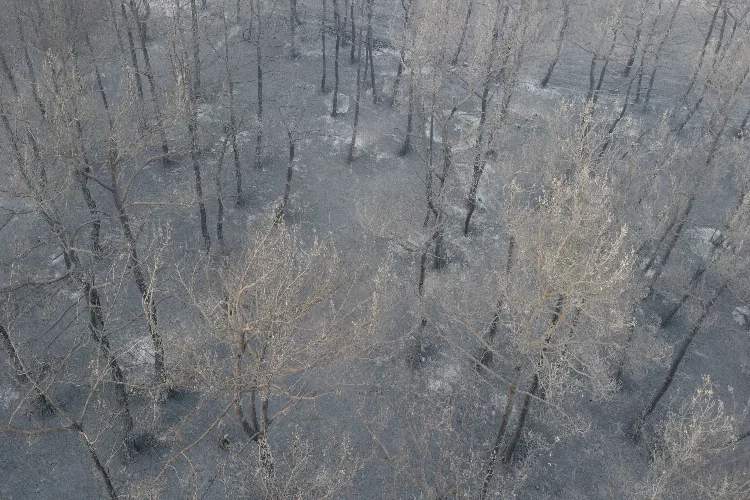 Çanakkale'de büyük orman yangını!