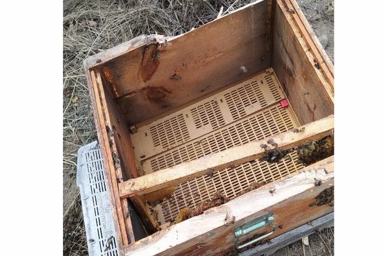 Çankırı’da Köye inen ayı, arı kovanlarını parçaladı