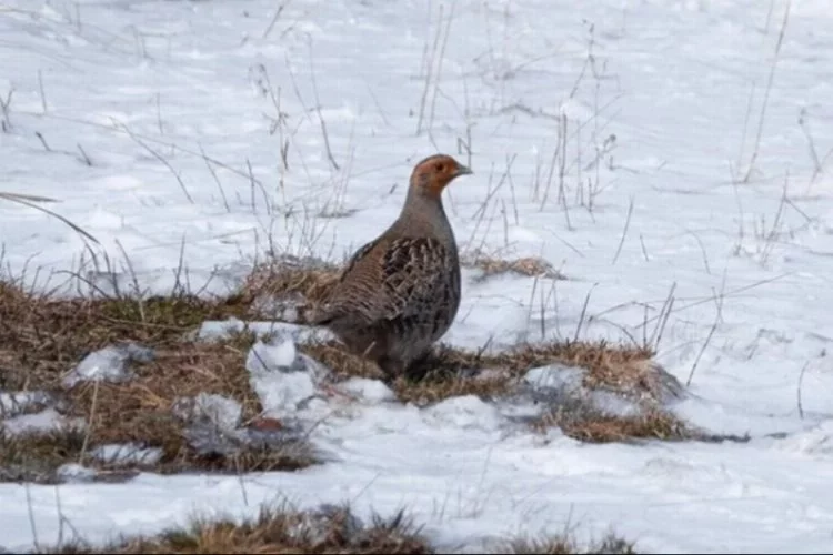 Kars'ta çil keklikler karlı arazide yiyecek ararken görüntülendi