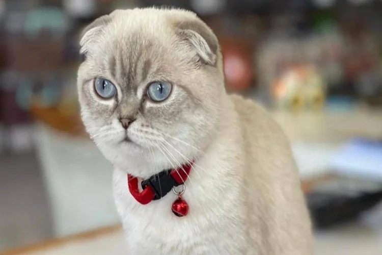 İstanbul’da ilginç olay: Cins kediyi çalıp üstüne fidye istedi