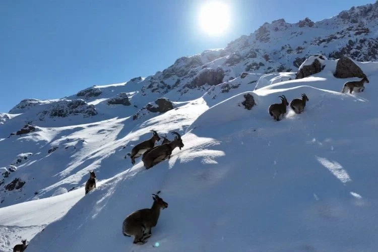 Dağ keçileri Bayburt'un karlı arazilerine indi