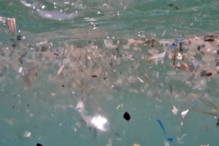 Deniz canlılarının en büyük düşmanı 'Mikroplastikler'