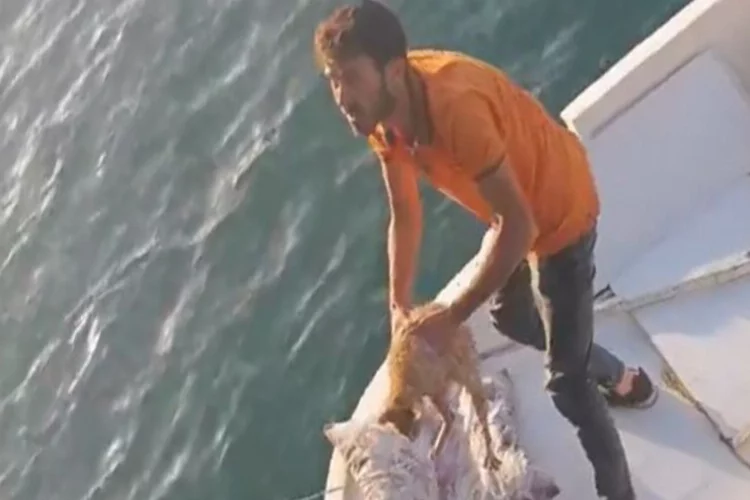 Ordu’da denize düşen kediyi amatör balıkçılar kurtardı
