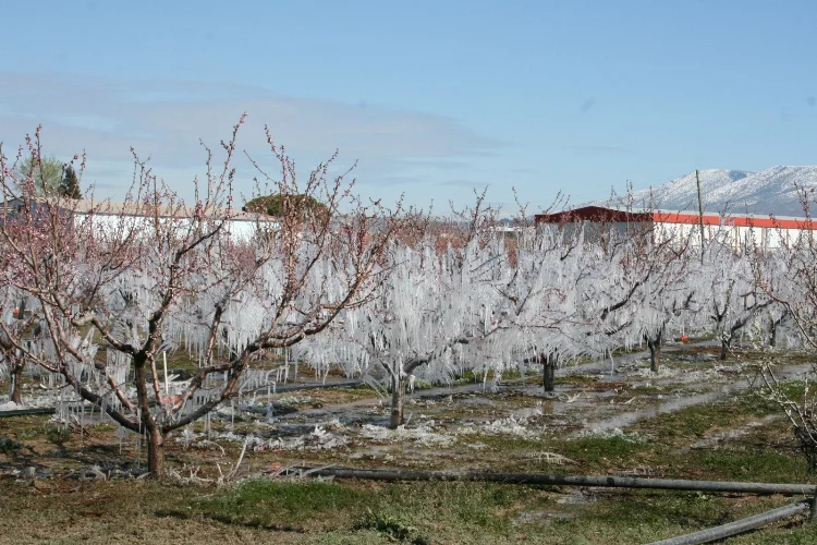 Denizli'de buzla korunan ağaçlar meyve veriyor