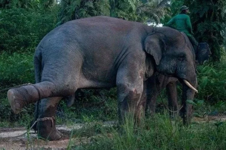 Dilendirilen fil sahibini ezerek öldürdü