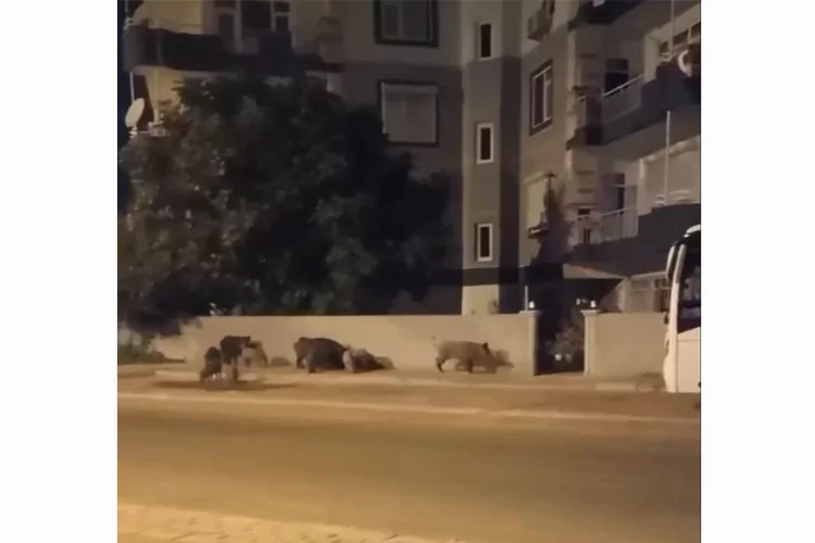 Antalya’da şehre inen domuz sürüsü korkuttu