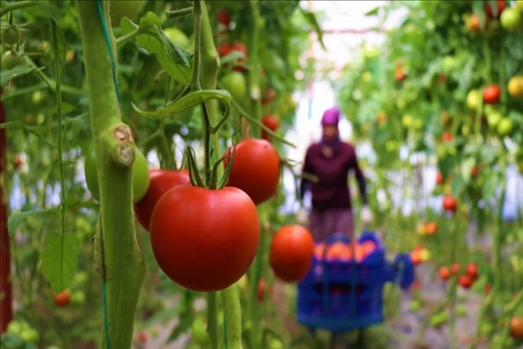 Ankara'da bu yıl en çok domates ve karpuz tüketildi