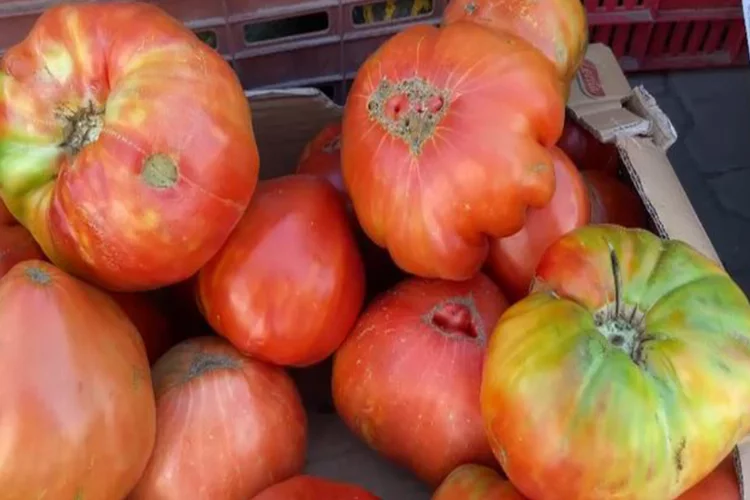 Ata tohumundan üretilen domates ele avuca sığmıyor