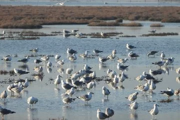 Ege Bölgesi’nde su kuşu sayımı: 156 bin 503 su kuşu tespit edildi