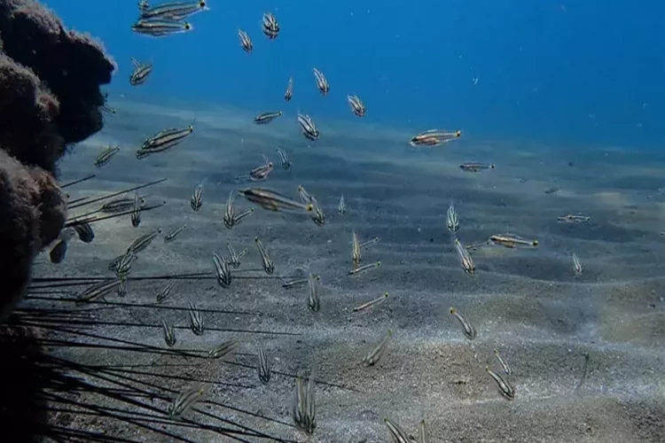 Ege Denizi'ndeki istilacı balıklar ekonomik balık türlerini tehdit ediyor