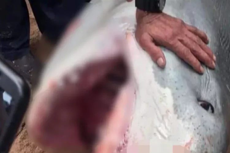 Rus turist, köpekbalığı saldırısına uğradı
