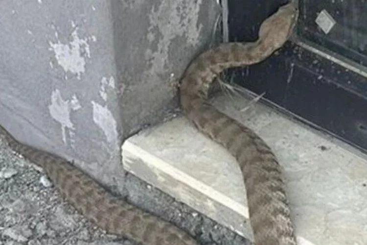 Elazığ’da yılan alarmı! Bir ısırığı öldürüyor