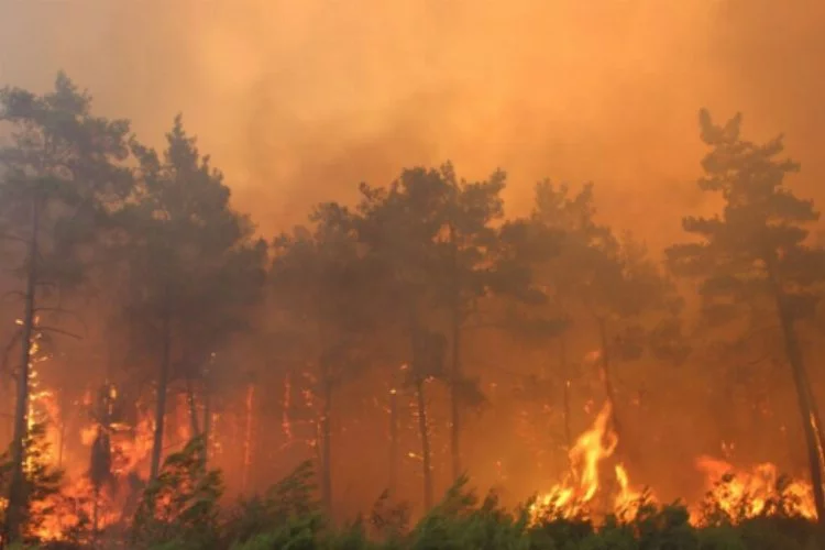 Orman yangınları için erken uyarı sistemi geliştirildi