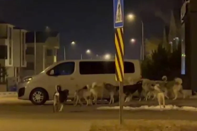 Erzurum'da başıboş köpek sürüsü görüntülendi