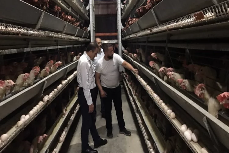 Burhaniye Kaymakamı’ndan yumurta ve et üretim tesislerine ziyaret